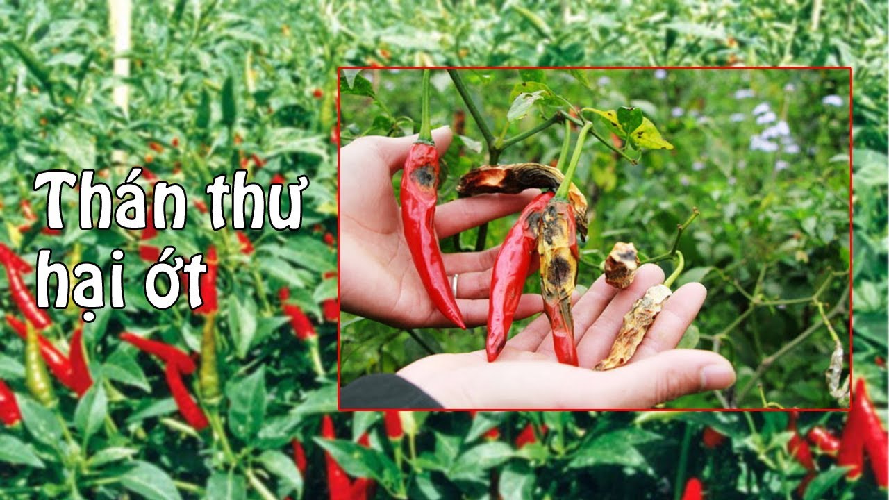 Phòng ngừa bênh thán thư trên ớt